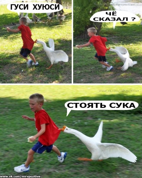 Гусь Мем
