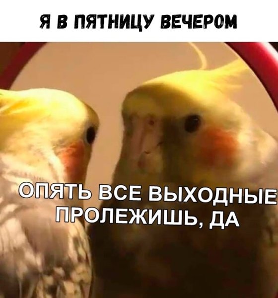 Мемы с попугаями