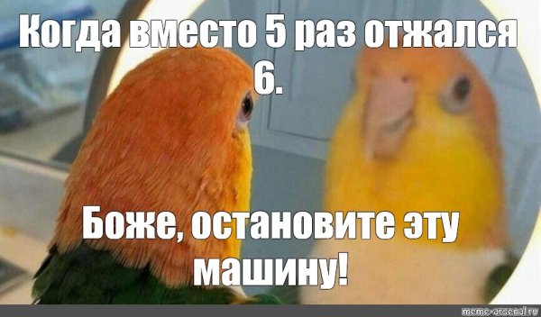 Попугай Мем