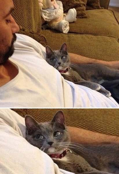 Пошли пожрем кот Мем