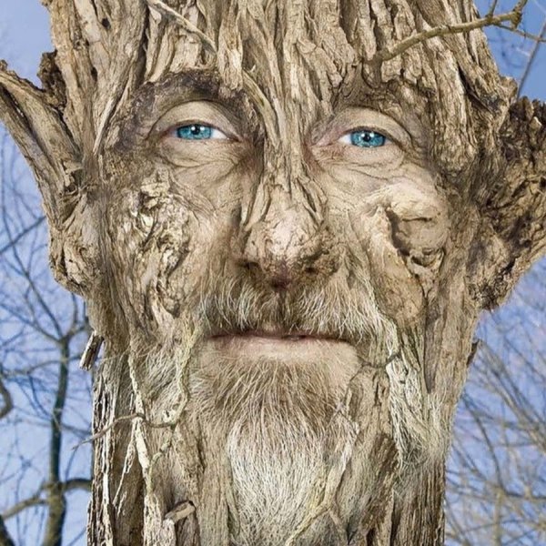 Дерево с лицом