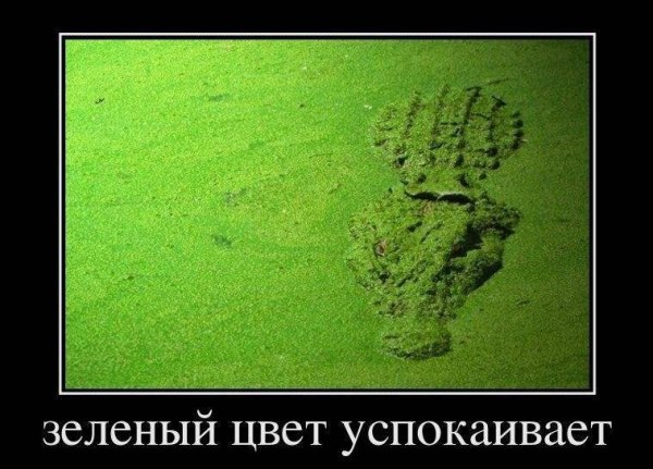 Зелень прикол