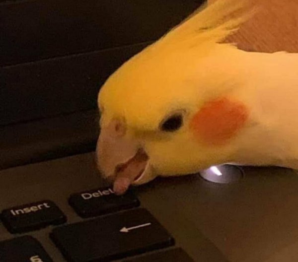 Мемы с попугаями