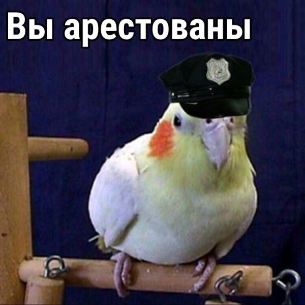 Смешные попугаи мемы