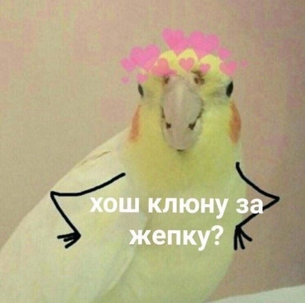 Мемы с попугаями