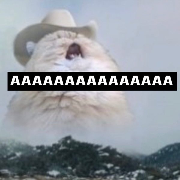 Кот в ковбойской шляпе орет