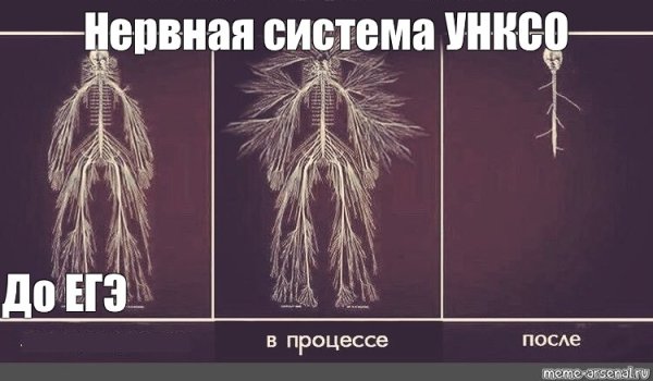 Нервная система человека