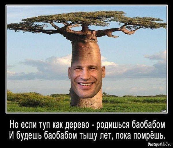 И если туп как дерево родился баобабом
