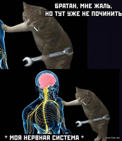 Нервная система прикол