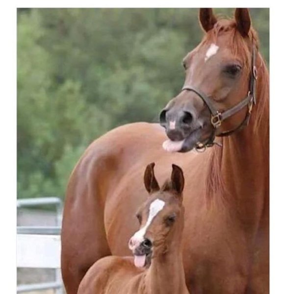 Покажи лошадь