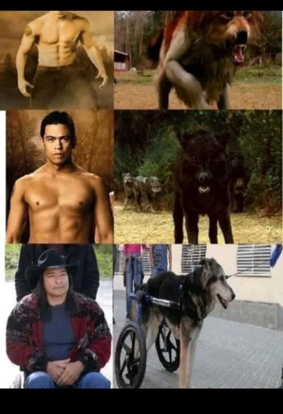 Сумерки Джейкоб волк