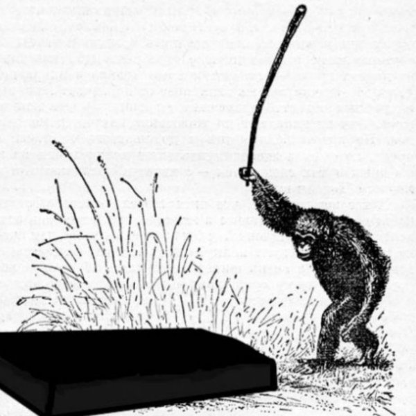 Саванный шимпанзе яростно бьет чучело леопарда