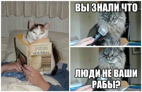 Коты рабы