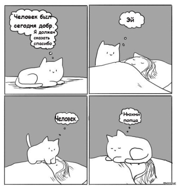 Кот человек нюхни попца