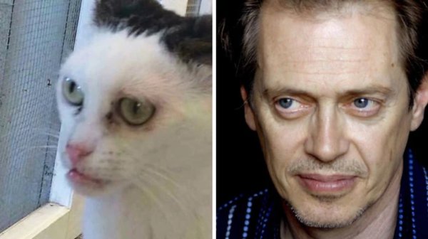 Кошка Стива Бушеми оригинал