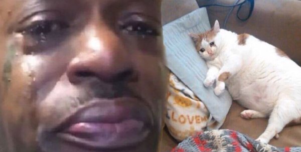 Плачущий кот Мем