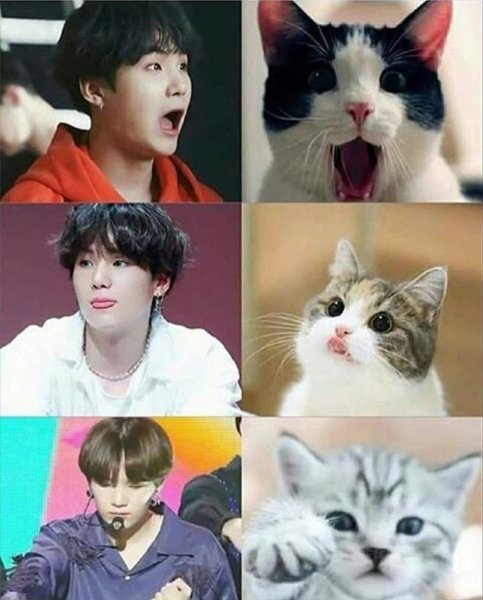 БТС С кошками