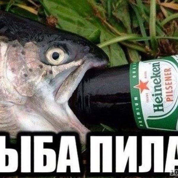 Мемы с рыбами