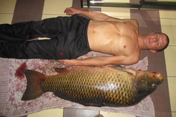 Рыба прикол