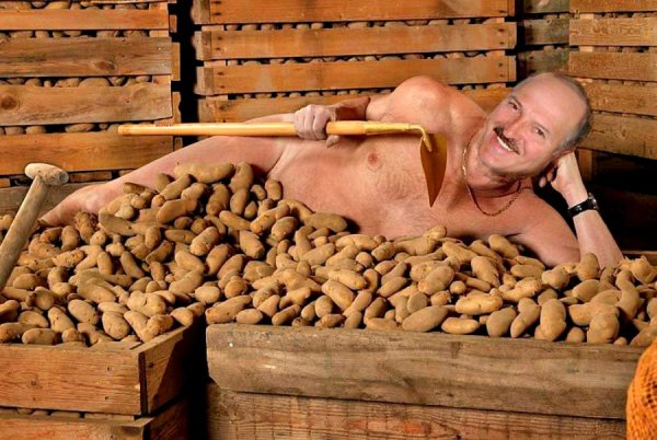 Лукашенко картошка