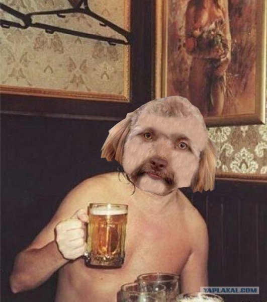 Со ака с лицом человека