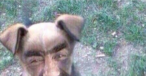 Щенок кавказец прикол