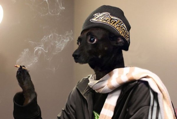 Собака гопник