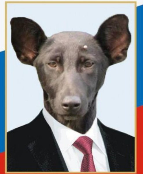 Пес похожий на Путина