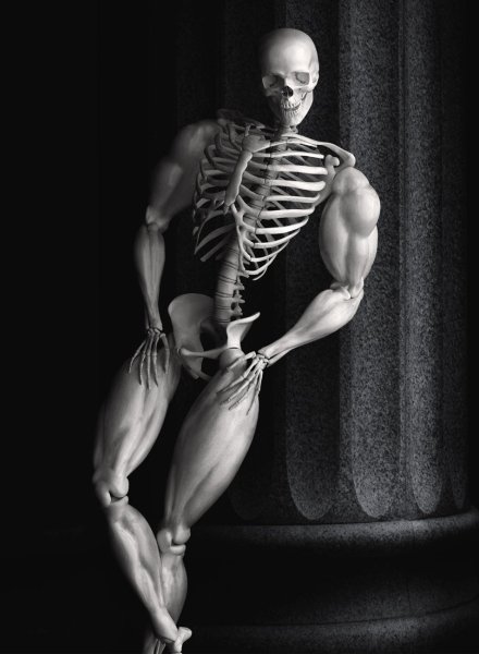 Скелет человека