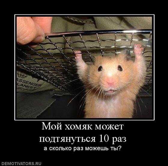Смешные хомяки мемы