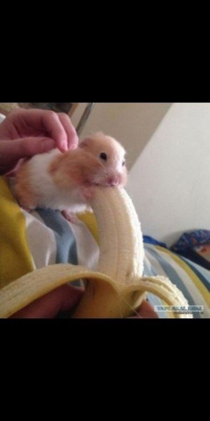 Хомяк с бананом во рту