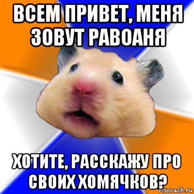 Мемы про хомяков