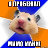 Мемы с хомяками