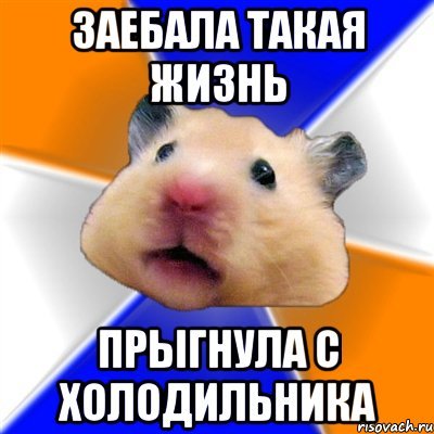 Хомяк Миша Мем