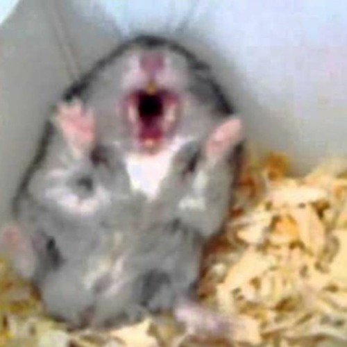 Напуганный хомяк