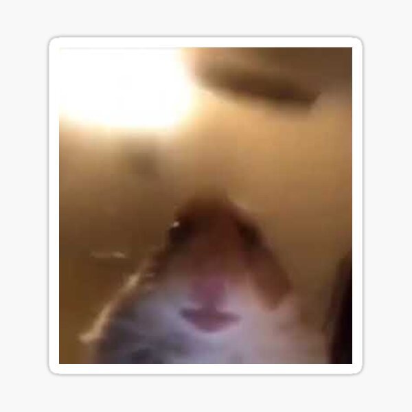 Хомяк селфи