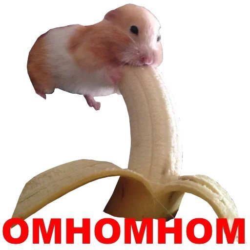 Хомячки мемы
