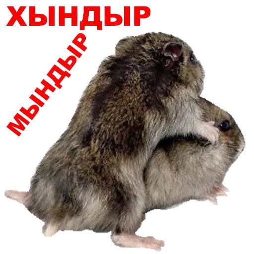 Мемы про хомяков