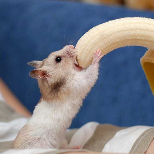 Мышка и банан