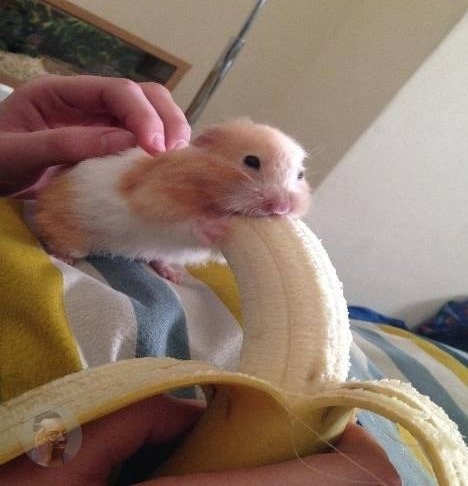Хомяк с бананом во рту