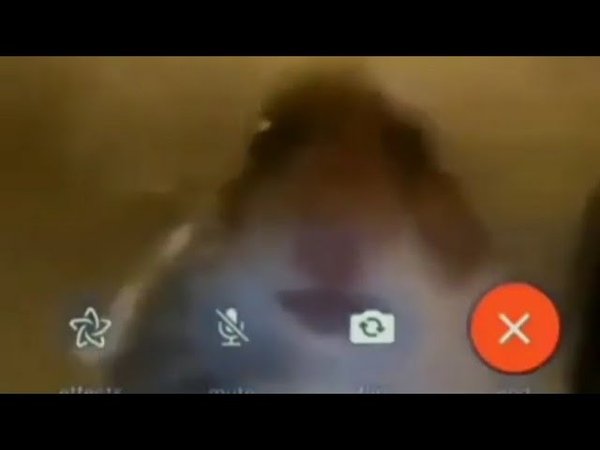 Хомяк в звонке