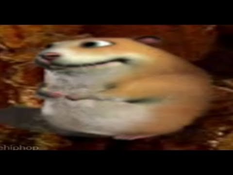 Хомячок флексит