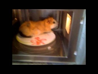 Мышь в микроволновке