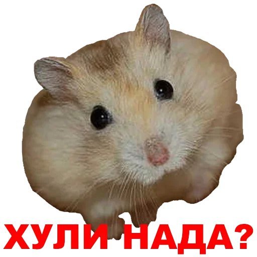 Мемы с хомяками
