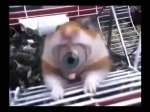 Хомячок под вентилятором