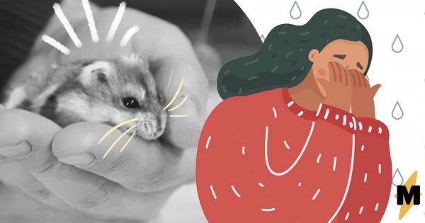 Хомяк Степа