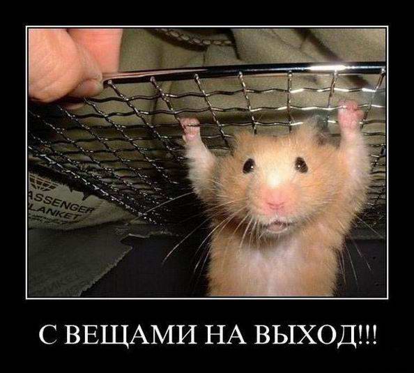 Мемы с хомяками