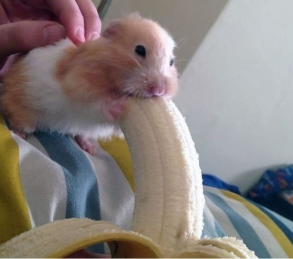 Хомяк ест морковь