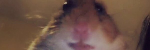 Хомяк видеосвязь