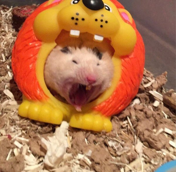 Хомячок с большой морковкой